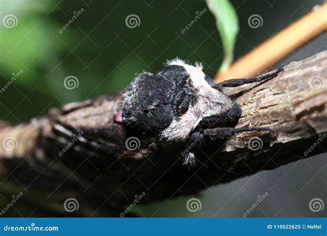 The Spiders are a Class of Arthropods Stock Image - Image of white ...