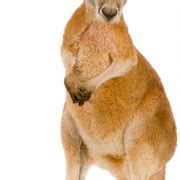 Kangaroo PNG Transparent Images | PNG All