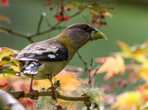 7 Species Of Grosbeaks In North America - (ID And Call Guide)