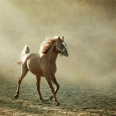 Chestnut Arabian Horse by Christiana Stawski