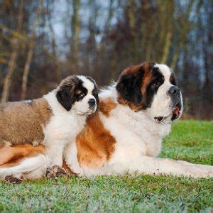 Saint Bernard Puppies For Sale | Available in Phoenix & Tucson AZ