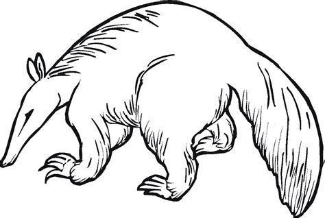 Free AnteaterColoring Pages