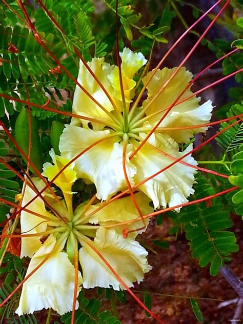 Delonix elata / Poinciana elata - White Gul Mohur, Creamy Peacock Flower, Yellow Gul Mohur ...