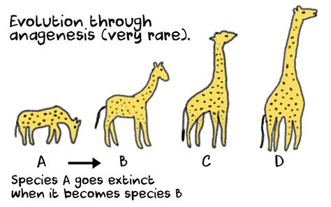 Anagenesis and Cladogenesis: Definitions and Differences | Giraffe ...