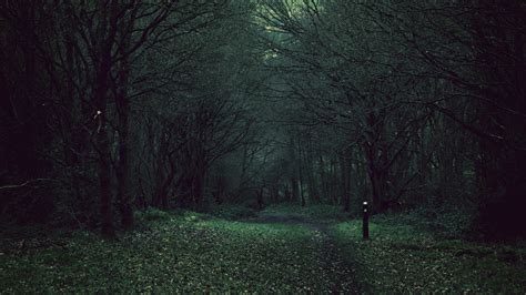 Dark Forest. [3840x2160] : wallpapers