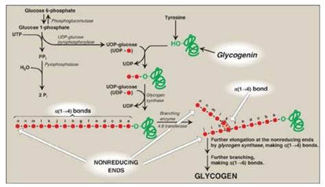 Synthesis Of Glycogen From Glucose 6 Phosphate