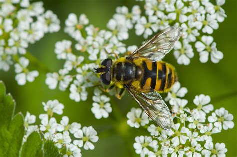 What Is Batesian Mimicry? - Definition and Examples