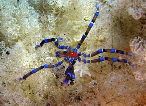 Absurd Creature of the Week: This Isn’t a Spider, But It Does Have ...