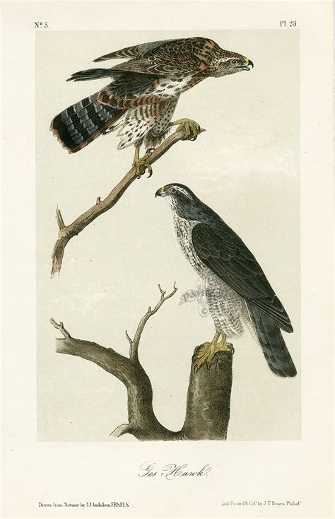 Audubon Bird Prints from Birds of America, 1st octavo edition 1840-1844