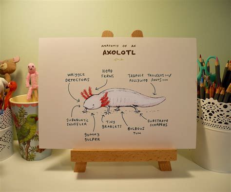 Anatomy Of An Axolotl A4 Signed Print Etsy Axolotl Axolotl Care | Images and Photos finder