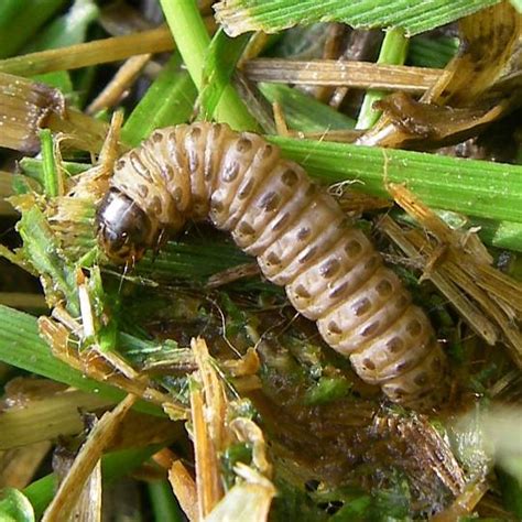 Sod Webworms – Signs, Symptoms and Prevention