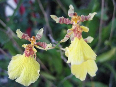 Yellow Orchid