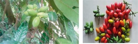 Melinjo plant (Gnetum gnemon Linn) (Bhat and Yahya, 2014) | Download Scientific Diagram