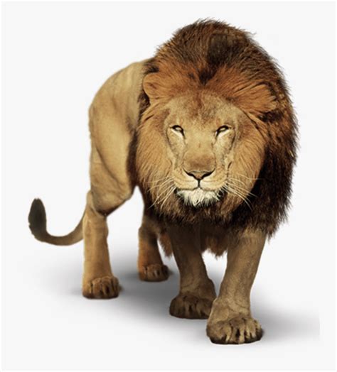 Prowling Lion Transparent Png Image - Picsart Lion Png, Png Download , Transparent Png Image ...