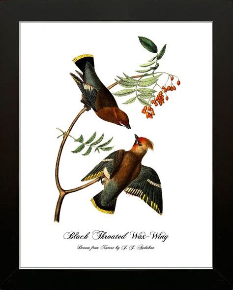 AUDUBON BIRD PRINTS Set of Two 5x7 8x10 11x14 or 16x20 | Etsy