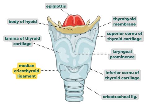 Thyroid Cartilage Anatomy