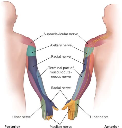 Ulnar Nerve Dermatome Injury - Dermatomes Chart and Map