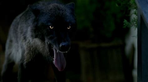 Werewolf | True Blood Wiki | FANDOM powered by Wikia