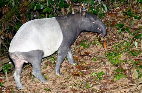 Malayan tapir (Tapirus indicus)