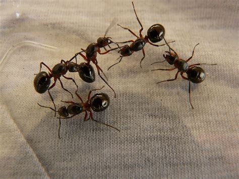 Ants Pest Control Omaha | ABC Termite & Pest Control Exterminators