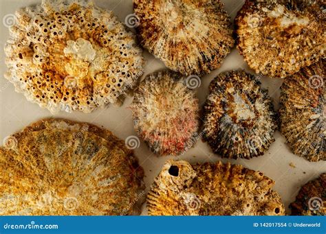 Seashell Background Texture Stock Photo - Image of closeup, spiral: 142017554