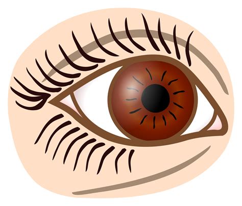 Clipart - eye - coloured