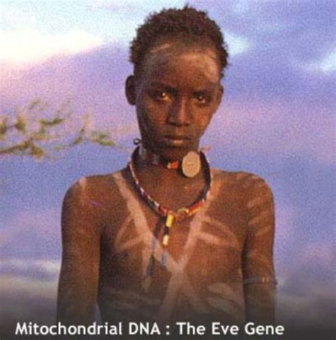 Mitochondrial DNA - The Eve Gene | The eve gene, Mitochondrial dna ...