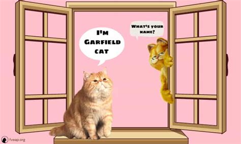 What Kind of Cat is Garfield? Things to Know!