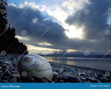 Moonshell on beach stock image. Image of water, sunset, clouds - 4471