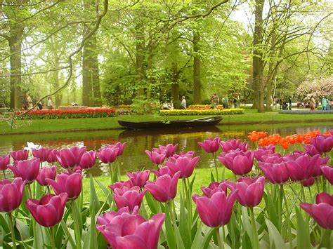 Cindystar: Un tulipano per l'Abbecedario della Comunità Europea