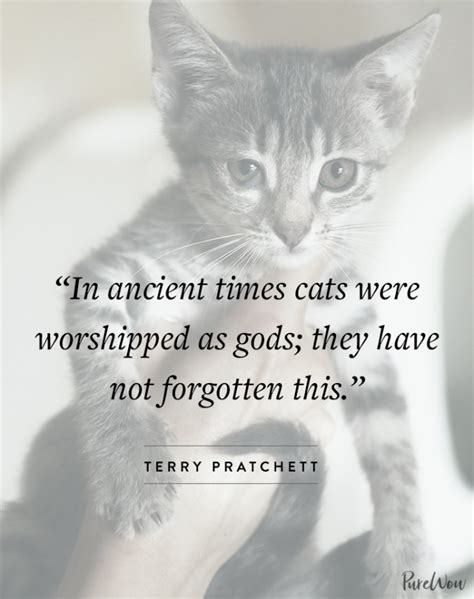 12 Cat Quotes Perfect for Feline Fans - PureWow