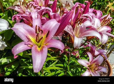 Oriental lily, Lilium " Space Mountain ", Oriental lilies Stock Photo ...