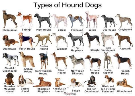 Hounds | Hound breeds, Dog breed info, Hound puppies