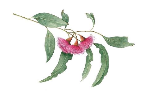 Australian native eucalypt with red flowers. Always a joy to paint. • Buy this artwork on stati ...