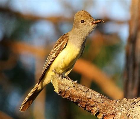 Great crested flycatcher, Auburndale FL | Flycatcher, Wildlife, Little ...