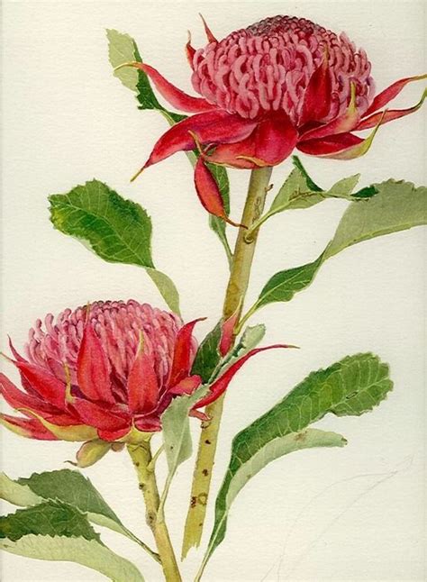 Waratah F44 | Helen Fitzgerald - Botanical & Wildlife artist | Helen Fitzgerald | Botanical ...