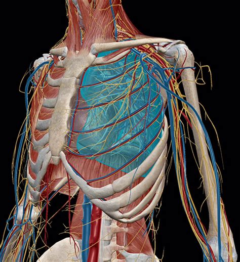 Anatomy and Physiology: The Relationships of the Respiratory System