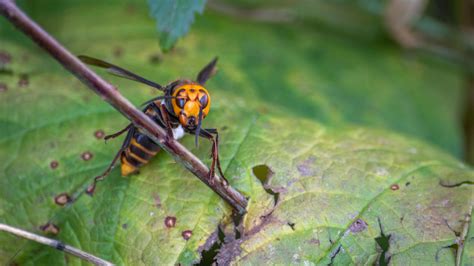 1st 'Murder Hornet' Nest In U.S. Is Found In Washington State : NPR