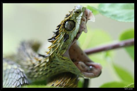 A World of Snakes.........: Atheris hispida (Venomous)