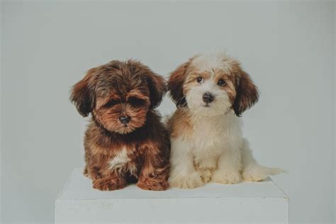 Adorable Male And Female Havanese Dog Names - Pup Junkies