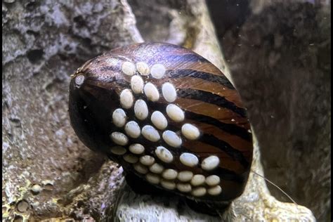 Will Nerite Snail Eggs Go Away The Truth About Nerite Egg Hatching - Up-Aquarium