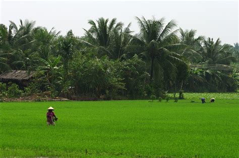 Rice fields in Mekong delta | The view show, Mekong delta, Sea level rise