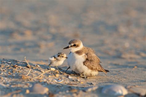 Guardamar concerns as Kentish Plover breeding pairs decline « Euro Weekly News