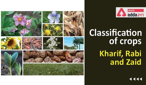 Classification of Crops Based on Season, Kharif, Rabi and Zaid crops