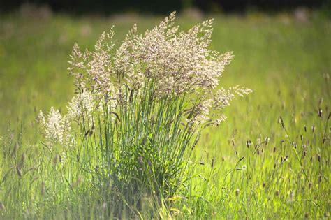 What To Know About Kentucky Bluegrass and How to Care For It