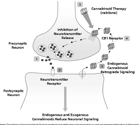 Figure 1 from A review of nabilone in the treatment of chemotherapy ...