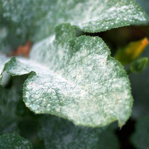 Powdery mildew on trees – Symptoms, Prevention and Treatment