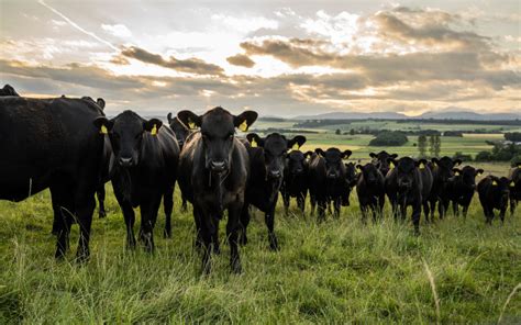 Pastoral farming for climate friendly beef - Hugh Grierson Organic