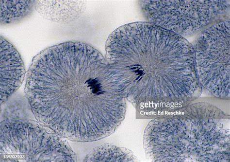 Cytokinesis Under Microscope