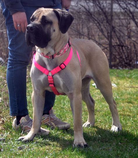 Stella | Mastiff dog breeds, Boerboel, Rescue dogs